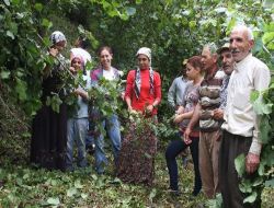 Fındık Hasadı Ordu Ve Urfa Türküleri Arasında Başladı