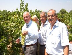 Denizli'den 'superior Seedles' Üzümü İhracı Başladı
