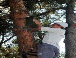 Bursa'da Parkları Kuş Cıvıltıları Kaplayacak