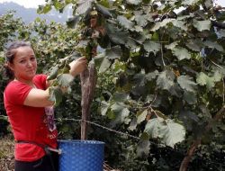 Fındık Hasadı Başladı; Geçici İşçiler El Üstünde Tutuluyor!.