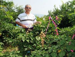 Pamuk Ve Tütünden Kolay Yetiştirilen Yer Kirazı Çiftçiyi Güldürüyor..