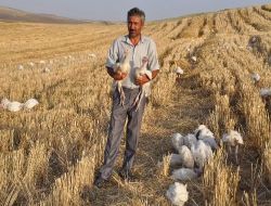 İşsiz Kalınca, Elindeki Kısıtlı Sermayesiyla Hindi Alarak Yetirştirmeye Başladı