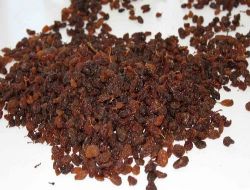 Üzümde Düşüş Trendi Devam Ediyor