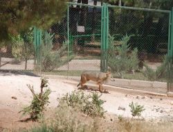 Gaziantep Hayvanat Bahçesi'nde Çocuğun Parmağını Kurt Kaptı