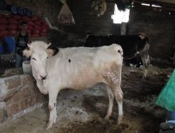 Hatay'da İki Kuduz Köpek Ölünce Köy Karantinaya Alındı