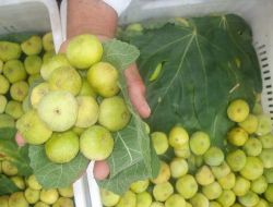 Aydın'ın Adı, 'melli İnciri'nin Tadı Var