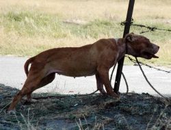 Başıboş Pitbull Köpek,Koyunlara Saldırdı!..