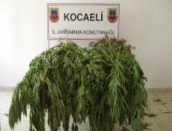 Kocaeli'de 3 Bin 620 Kök Hint Keneviri Ele Geçirildi!