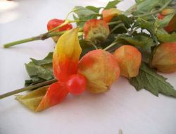 Çiftçiler Başbakan Erdoğan'ın Tavsiyesine Uydu!