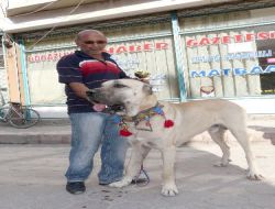 Çoban Köpekleri Podyuma Çıktı