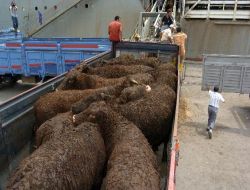 Et ve Balık Kurumu, Marketlere Kilosu 12 Tl'den Et Satacak!