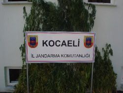 Kocaeli'de 250 Kök Kenevir Ele Geçirildi!