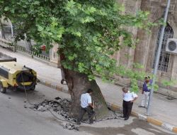Asırlık Çınar Ağaçları Bakıma Alınıyor