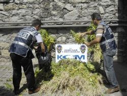 Safranbolu'da Bin 718 Kök Kenevir Ve 3 Kilo Esrar  Ele Geçirildi