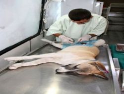 Ürgüp'te Sokak Köpekleri Aşılanarak Kısırlaştırıldı