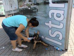 Kavurucu Sıcaklar, Küçük Köpeğe 8 Şişe Su İçirtti