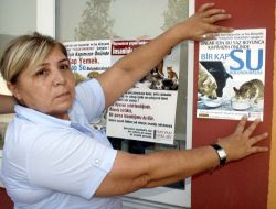 Dernek Başkanı, Sokak Hayvanları İçin Vatandaşlardan Su İstedi