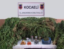 Kocaeli'de Kenevir Bitkisi Ve Kubar Esrarı Ele Geçirildi!