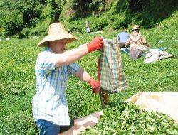 Çaykur, Mayıs Döneminde Aldığı Yaş Çay Bedellerini Ödüyor