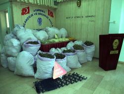 Diyarbakır'da 345 Kilogram Esrar Ele Geçirildi!