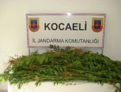 Kocaeli'de 913 Kök Hint Keneviri Ele Geçirildi!