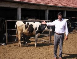 Damızlık Sığır Almak İsteyen Köy Köy Dolaşmayacak