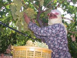 Kırk Beş Derece Sıcakta Bağ Bozumu Yapıyorlar!