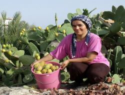Şifa Deposu Dikenli İncir Geçim Kaynağı Oldu