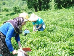 Çaykur, İkinci Sürgünde 210 Bin Tonun Üzerinde Yaş Çay Alımı Yaptı!..