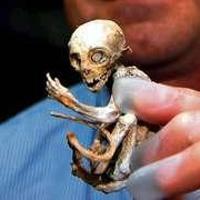 Dünya bu yaratığı konuşuyor!