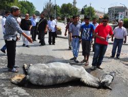 Kaza Yapan Atını Yerde Gören Vatandaş Baygınlık Geçirdi