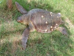 Ölü Bulunan Caretta Caretta, Çomü Araştırma Merkezi'nde İncelenecek