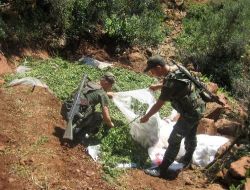Hatay'da 110 Bin Kök Hint Keneviri Ele Geçirildi!