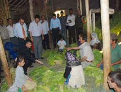 Makedonya Tütünü Muş'ta Tuttu