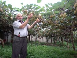 Ardeşenli Üreticiler, Kivi Sezonundan Ümitli