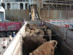 12 Bin 500 Canlı Angus Daha Türkiye'de