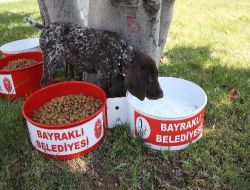 Sokak Hayvanları Belediyenin 'yaşam Kapları' İle Doyacak