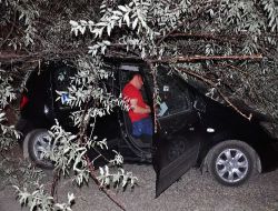 Seyir Halindeki Aracın Üzerine Ağaç Devrildi