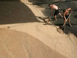 Rusya'da Tahıl Rekoltesinde Kayıp Yüzde 38'e Ulaştı, İthalat Planlanmıyor!