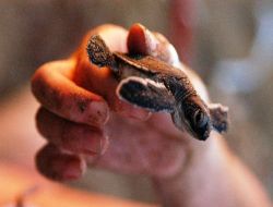 Kuzey Kıbrıs'ın Sembolü Olan Yavru Caretta Carettalar Doğa İle Buluşuyor