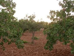 Havaların Sıcak Gitmesi Fıstık Üreticilerinin Yüzünü Güldürdü