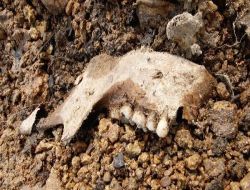 Rusya'da Otel İnşaatından Toplu Mezar Çıktı!