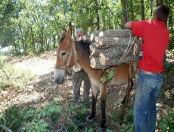 Katırlar Otomobil Fiyatına Satılıyor