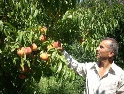 Şeftali, Üreticinin Yüzünü Güldürdü Sıra Elmada