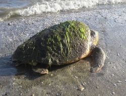 Yaralı Bulunan Caretta, Tedavisinin Ardından Denize Bırakıldı