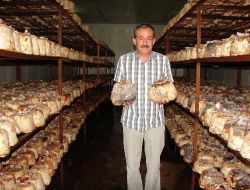 Kanser Tedavisinde Kullanılan Reishi Mantarının Kilosu 2 Bin 500 Liraya Satılıyor