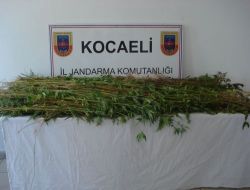 Jandarmadan Kenevir Operasyonu