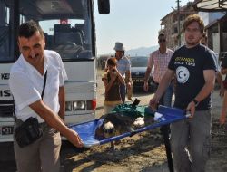 Kafatası Kırılan Caretta Caretta Tedavi Edildikten Sonra Doğal Hayata Bırakıldı