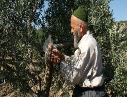 Kırkağaçlı Çiftçi 'zeytin Solgunluğu' Hastalığına 'hiypo' İle Çözüm Buldu
