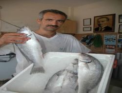İskenderun'da Balıklar Tezgahları Süslemeye Başladı